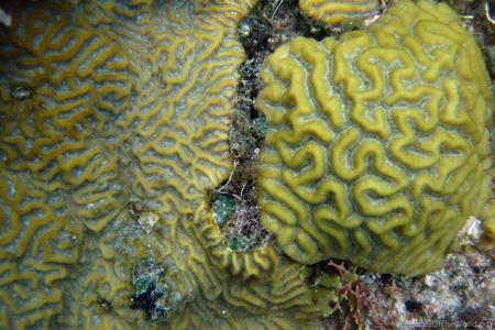 CotW: Diploria clivosa