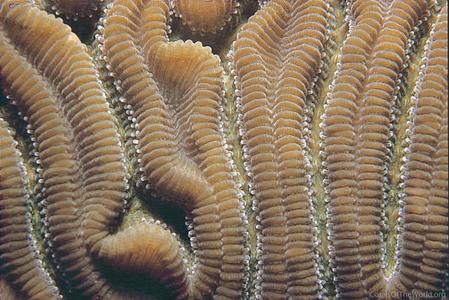 Diploria labyrinthiformis