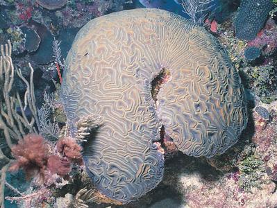 CotW preview: Diploria labyrinthiformis
