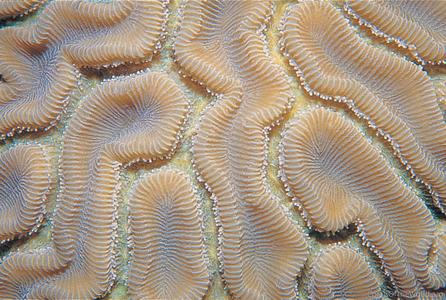 CotW: Diploria labyrinthiformis