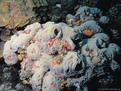 CotW: Diploria labyrinthiformis