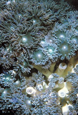CotW preview: Duncanopsammia axifuga