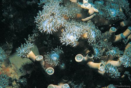 CotW: Duncanopsammia axifuga