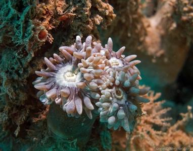 CotW: Duncanopsammia axifuga