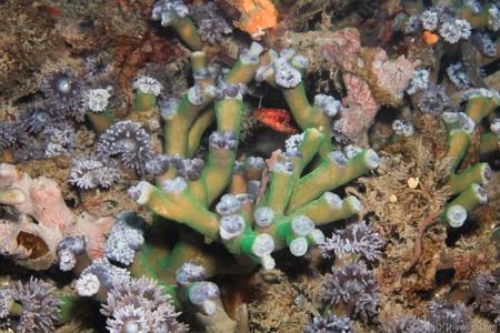 CotW: Duncanopsammia axifuga