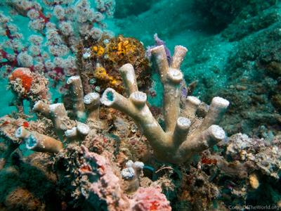 CotW: Duncanopsammia axifuga