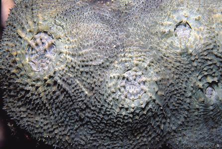 CotW preview: Echinomorpha nishihirai