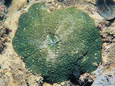 CotW: Echinomorpha nishihirai