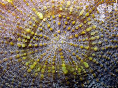 CotW: Echinomorpha nishihirai