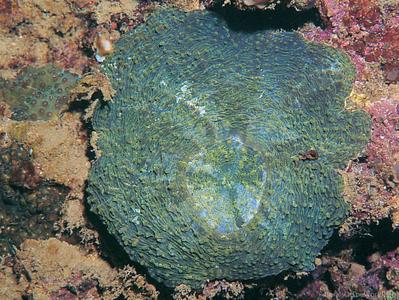 CotW: Echinomorpha nishihirai