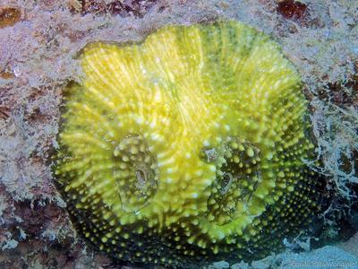 CotW: Echinomorpha nishihirai
