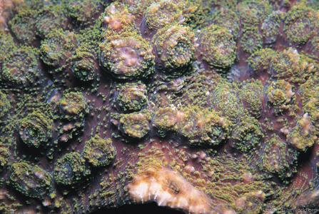 CotW: Echinophyllia aspera