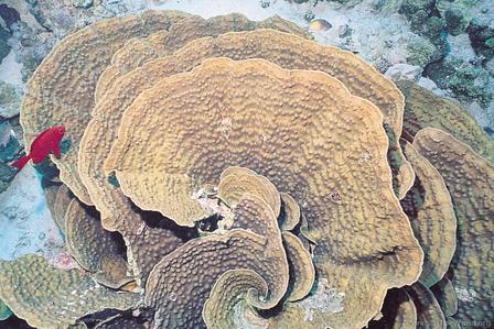 CotW: Echinophyllia aspera