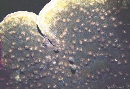 CotW: Echinophyllia costata