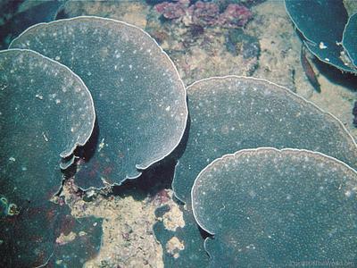 CotW: Echinophyllia costata