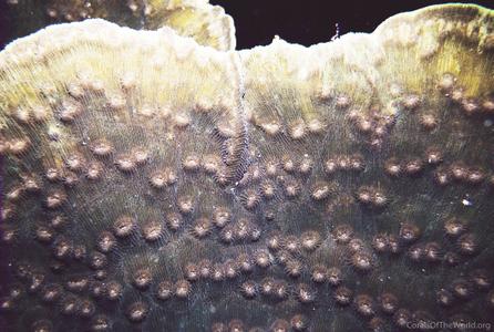 CotW: Echinophyllia costata