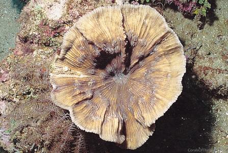 CotW preview: Echinophyllia echinata
