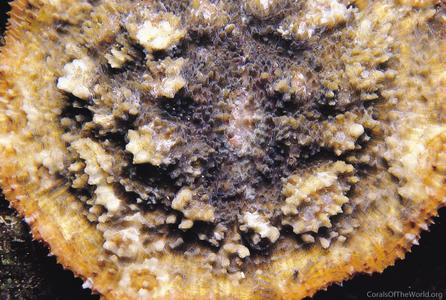 CotW: Echinophyllia echinata