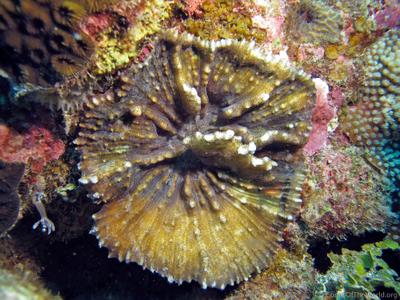 CotW: Echinophyllia echinata