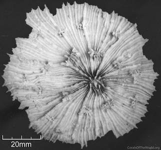 CotW: Echinophyllia echinata