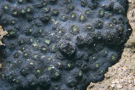 CotW preview: Echinophyllia echinoporoides