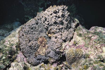 CotW preview: Echinophyllia echinoporoides