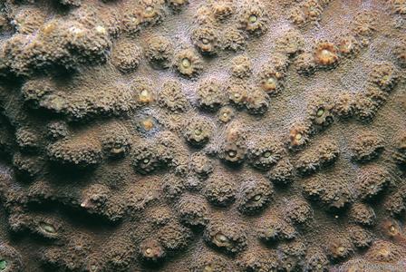 CotW: Echinophyllia echinoporoides