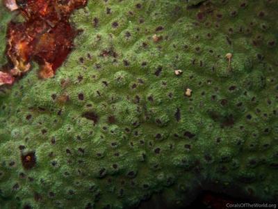 CotW: Echinophyllia echinoporoides