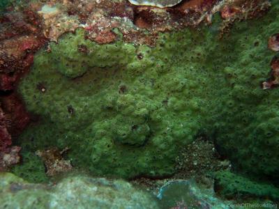 CotW: Echinophyllia echinoporoides