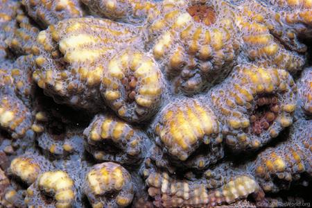 CotW preview: Echinophyllia orpheensis
