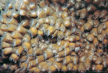 CotW preview: Echinophyllia orpheensis
