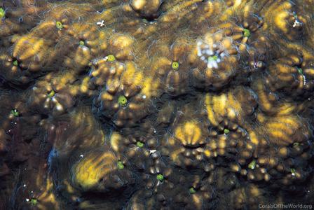 CotW: Echinophyllia orpheensis