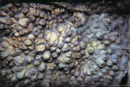 CotW: Echinophyllia orpheensis