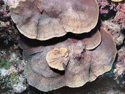 CotW preview: Echinophyllia patula
