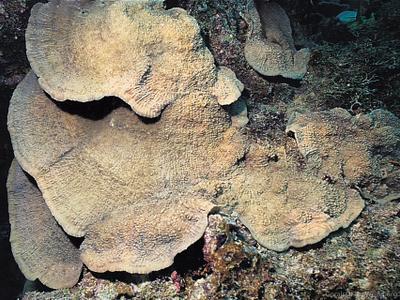 CotW: Echinophyllia patula
