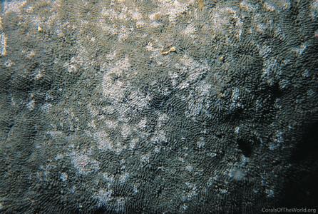 CotW: Echinophyllia patula