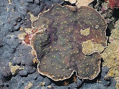 CotW: Echinophyllia patula