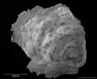 CotW preview: Echinophyllia pectinata
