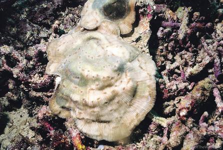 CotW: Echinophyllia pectinata