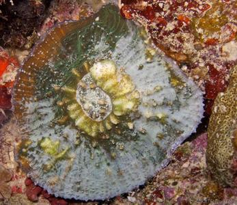 Echinophyllia tarae