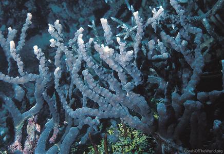 CotW preview: Echinopora ashmorensis