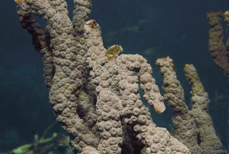 CotW: Echinopora ashmorensis