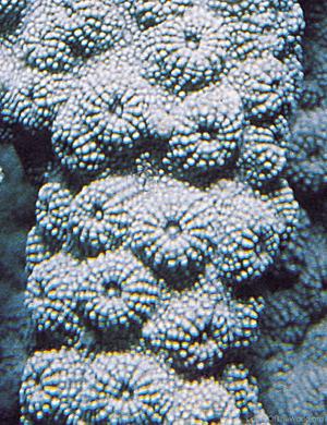 CotW: Echinopora ashmorensis