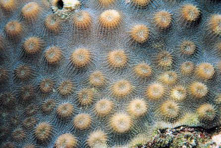 Echinopora forskaliana