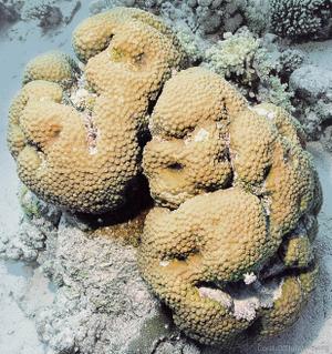 CotW: Echinopora forskaliana