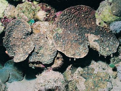 CotW: Echinopora forskaliana
