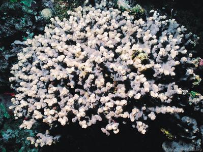 CotW preview: Echinopora fruticulosa