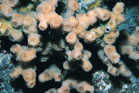 CotW: Echinopora fruticulosa