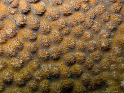 CotW preview: Echinopora gemmacea