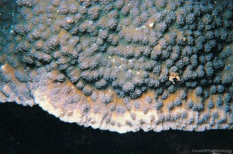 CotW preview: Echinopora gemmacea